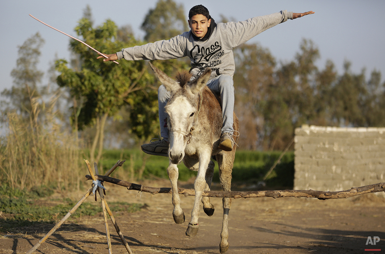 Mideast Egypt Jumping Donkey Photo Gallery