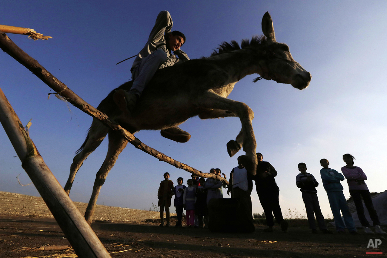 Mideast Egypt Jumping Donkey Photo Gallery