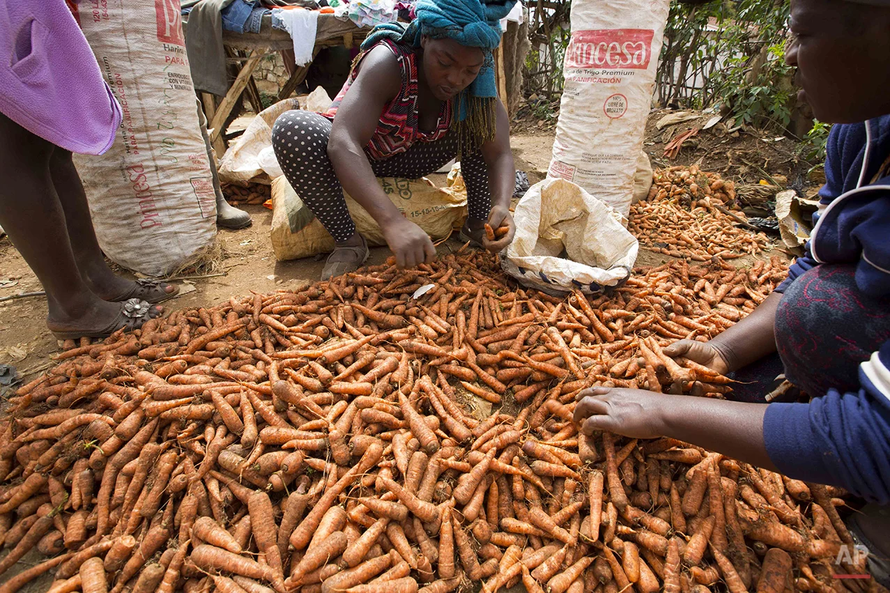  In this Feb. 15, 2016 photo, vendors cull through bunches of carrots, to sell at a local street market in Oriani, Haiti. A drought worsened by the El Nino weather phenomenon has driven Haitians who were already barely getting by on marginal farmland