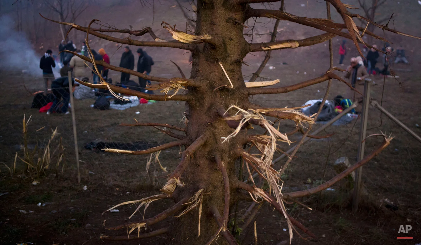In this photo made on Thursday, Nov. 5, 2015, migrants prepare to spend a night in the open air, near a tree whose branches were cut for firewood, in Sentilj, Slovenia, near the border with Austria. (AP Photo/Darko Bandic)