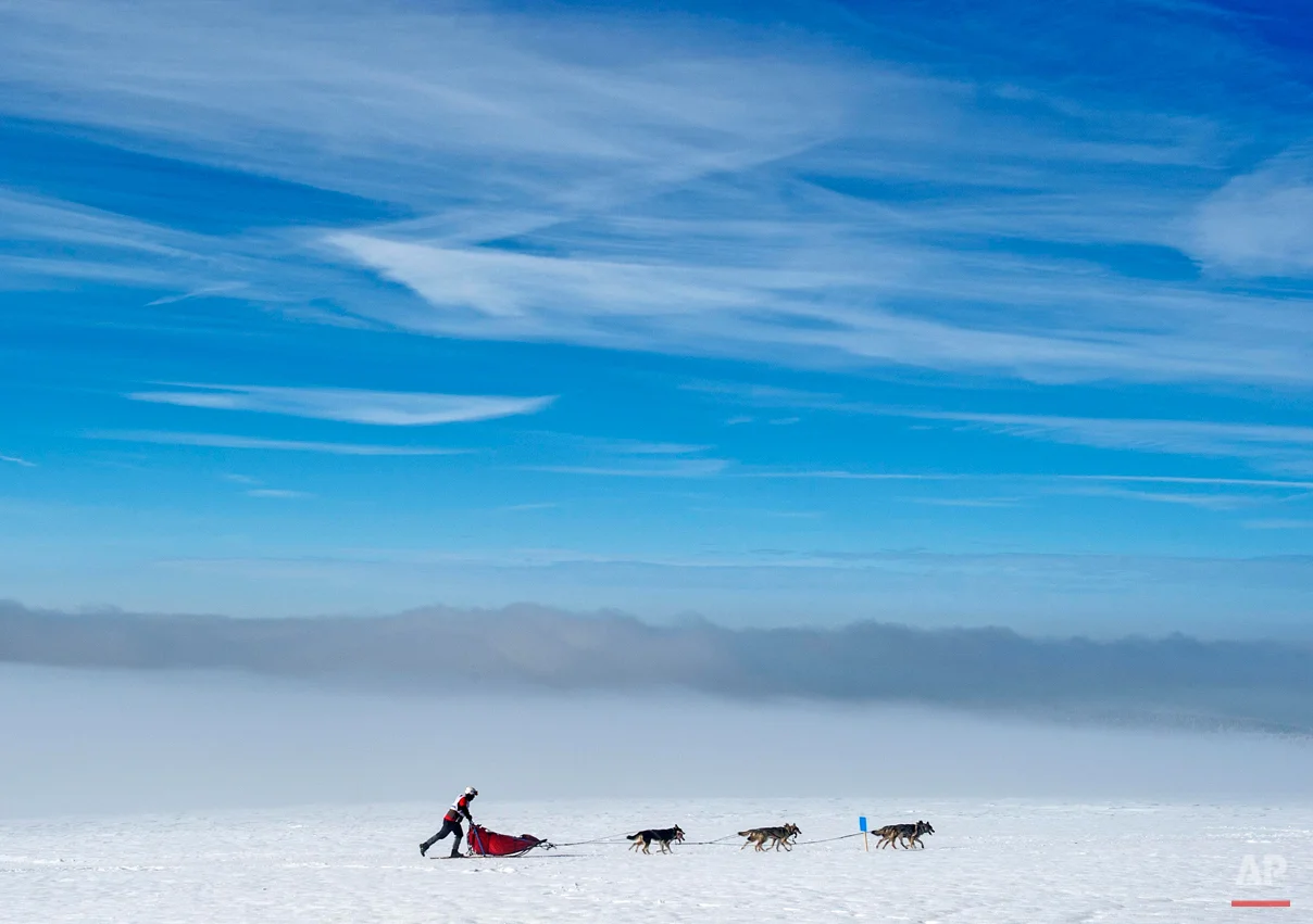 In this Saturday, Feb. 14, 2015 photo, a musher competes with his dog-sled during the Trans-Thuringia race, one of the biggest dog-sled races with purebred dogs in central Europe, in the Thuringian Forest near Fehrenbach, central Germany, Saturday, Feb. 14, 2015. Around 500 sled dogs and their mushers covered a distance of nearly 280 kilometers in seven runs. (AP Photo/Jens Meyer)