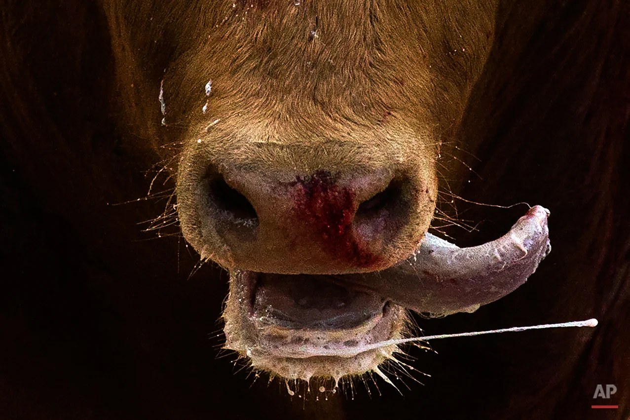 In this May 1, 2015 photo, bull reacts after a bullfighter nailed a "banderilla" on his back during a bullfight at Las Ventas bullring in Madrid, Spain. Bullfighting is a traditional spectacle in Spain and the season runs from March to October. (AP Photo/Andres Kudacki)