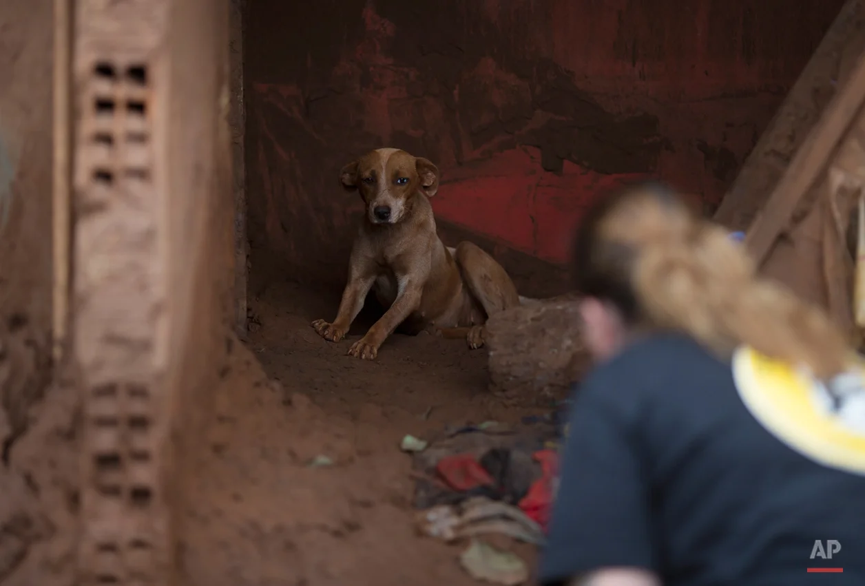  In this Nov. 24, 2015 photo, Danielle Savy, member of the animal protection group Forca Animal, works to coax a dog out of a mudslide damaged home, in Paracatu, Brazil. After obliterating the town, the tide of mud and debris surged forward, blanketi