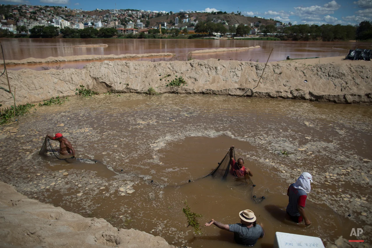  In this Nov. 21, 2015 photo, fishermen use a net in a temporary pool they built to protect some of the creatures that inhabit the Doce River from polluted waters, in Colatina, Brazil. The plume of mud released by the Samarco mine dam disaster, devas