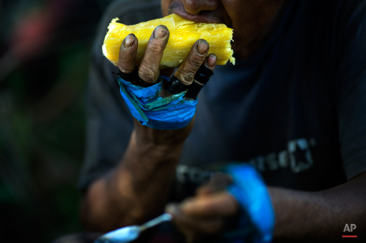 In this June 20, 2015, photo, Roberto Viga, 50, takes a bite from a chunk of cooked yucca, during his break from harvesting coca leaves in Samugari, Peru. Nearly all the coca picked ends up being processed into cocaine, and many worry that the government will finally begin destroying the crop, as it has elsewhere. (AP Photo/Rodrigo Abd)