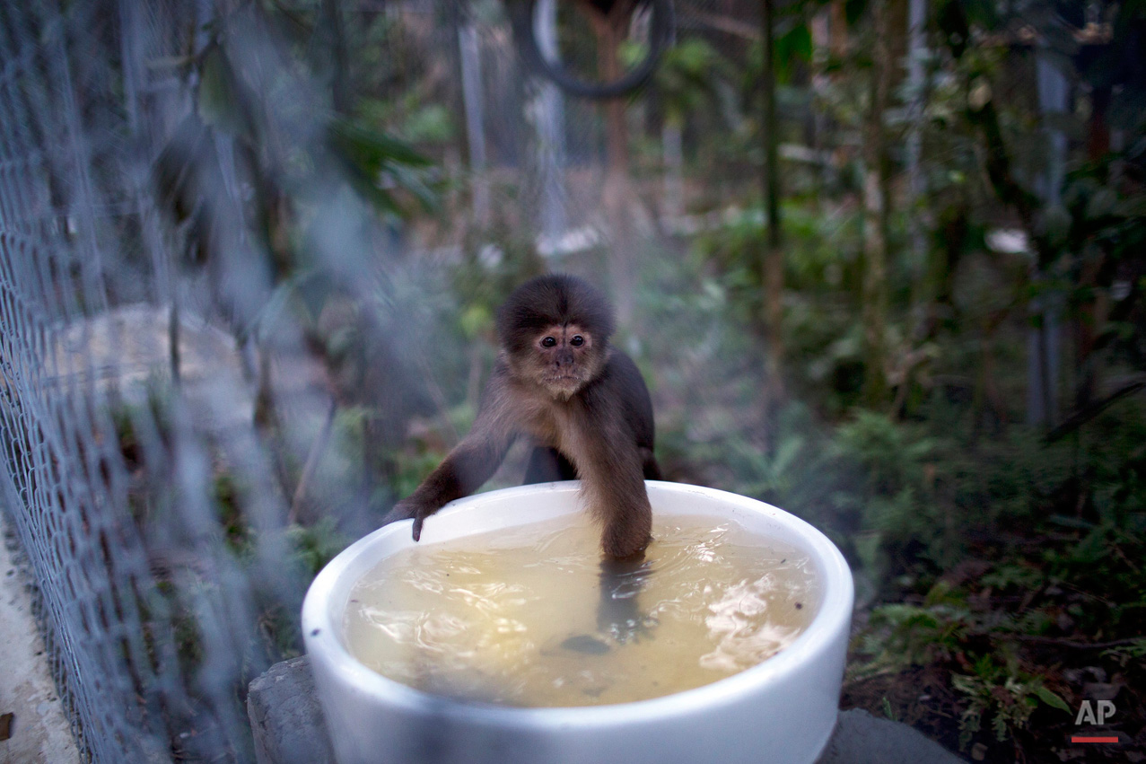 In this April 18, 2015, photo, a monkey dips its hand into a water receptacle at the Amazon Animal Orphanage in the Pilpintuwasi rainforest, near Iquitos, Peru. The monkey was among dozens of animals that Animal Defenders International, with the assistance of the Peru's air force and navy, airlifted Saturday to the animal refuge in Peru's amazon rainforest from Lima, where they were held after being rescued from animal traffickers and circus programs. (AP Photo/Rodrigo Abd)