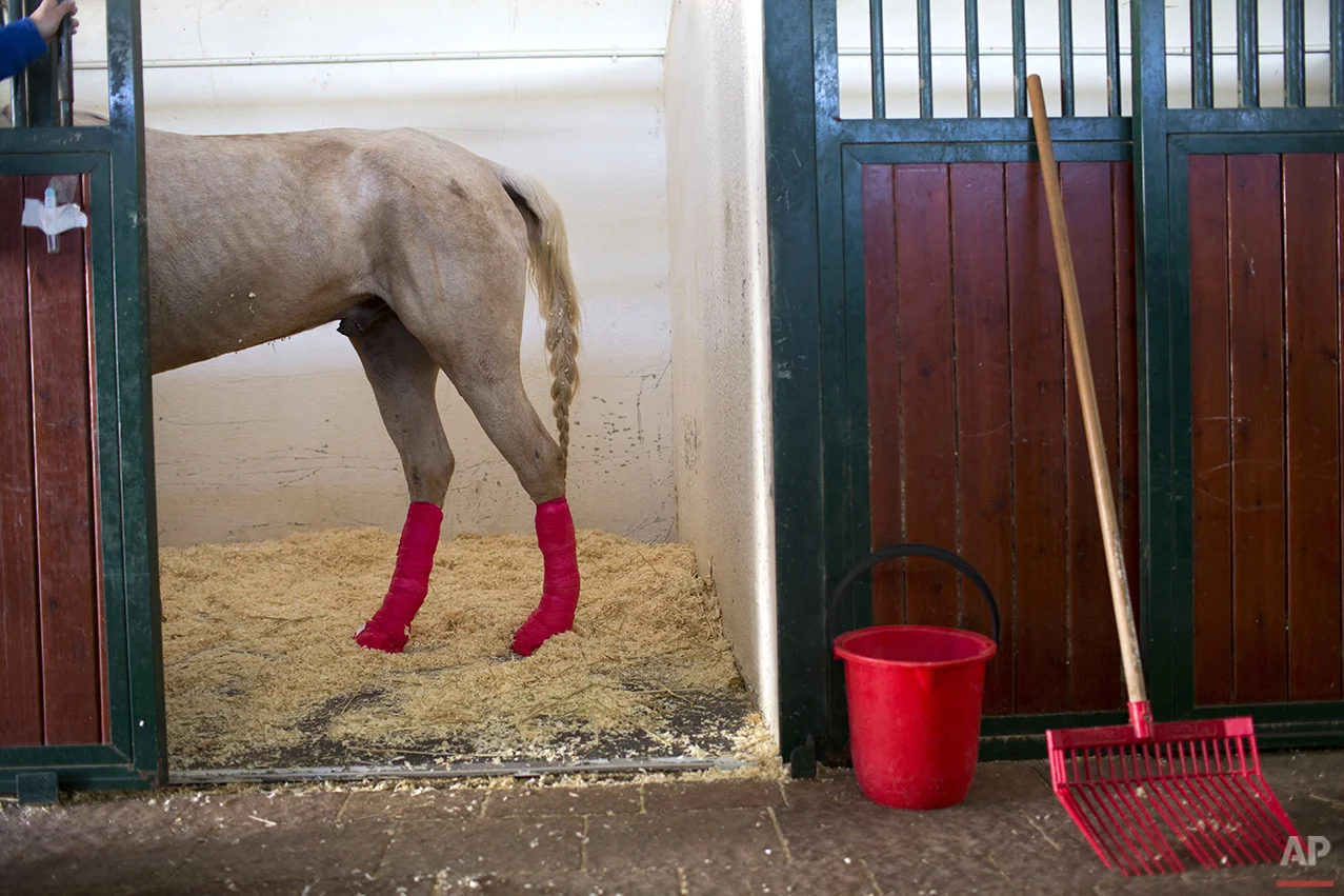 Mideast Israel Healing Horses Photo Essay