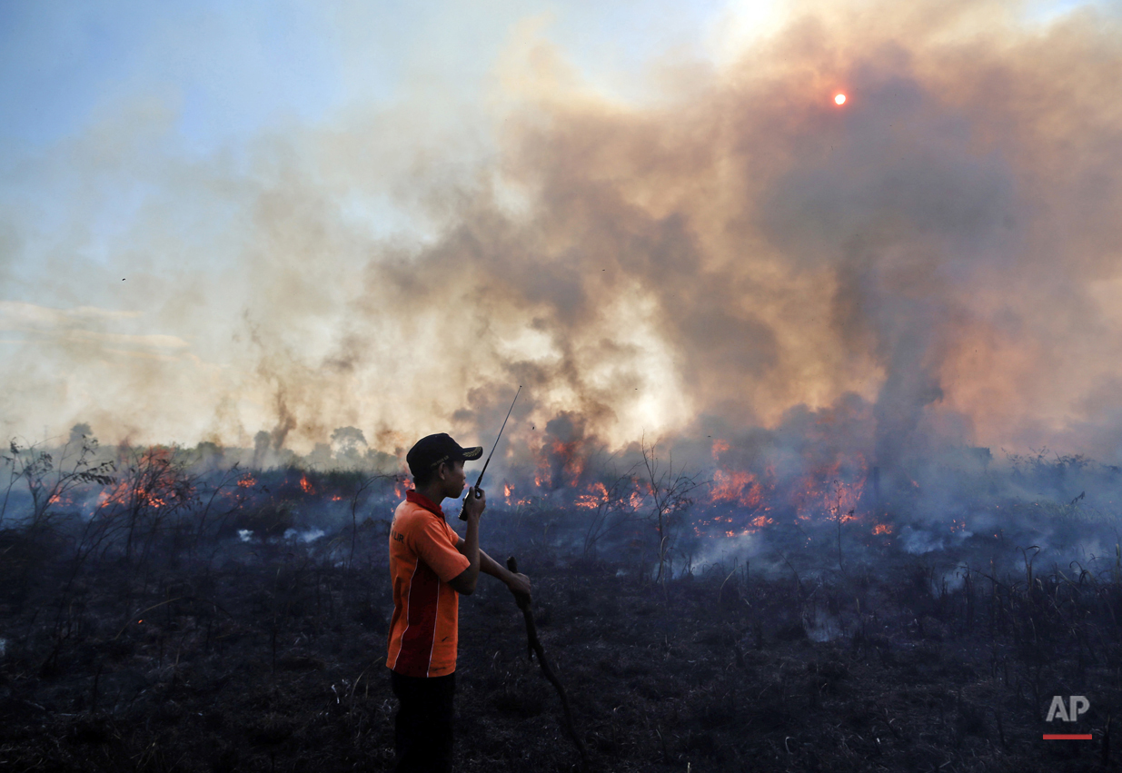  In this July 30, 2015, photo, a fireman talks on his walkie talkie as he and his team battle peatland fire on a field in Pemulutan, South Sumatra, Indonesia. Government negligence, rampant development and illegal land clearing, often combined, spark