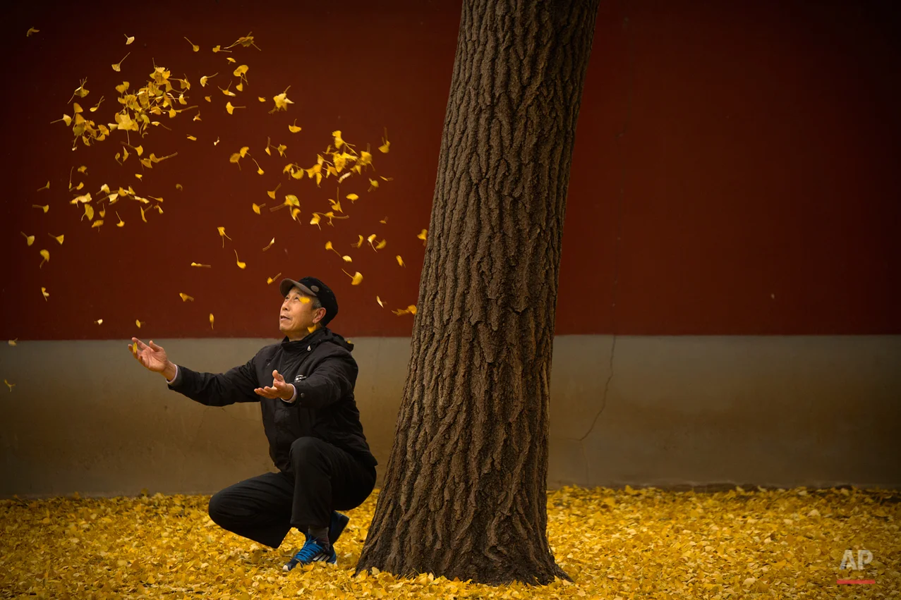 In this Friday, Nov. 20, 2015 photo, an elderly man tosses fallen gingko leaves into the air in a park in Beijing. China's capital has been hit with unusually cool and wet weather in recent weeks. (AP Photo/Mark Schiefelbein)