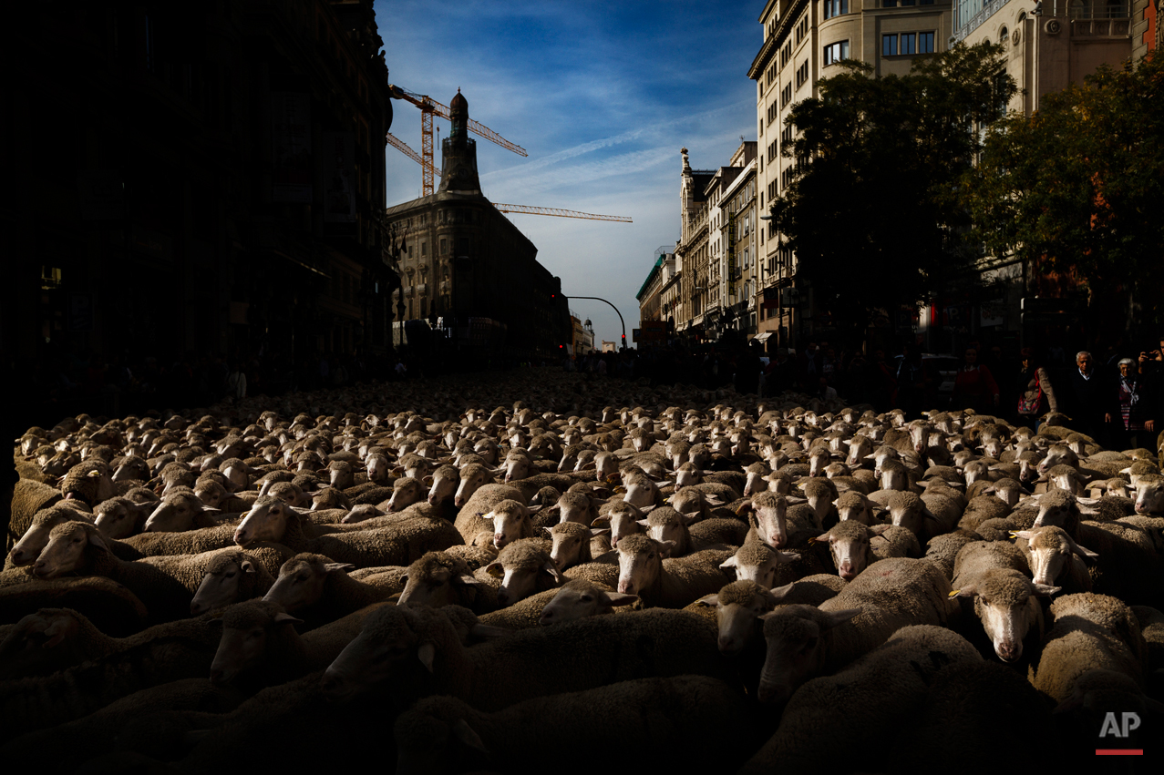 APTOPIX Spain Sheep Crossing