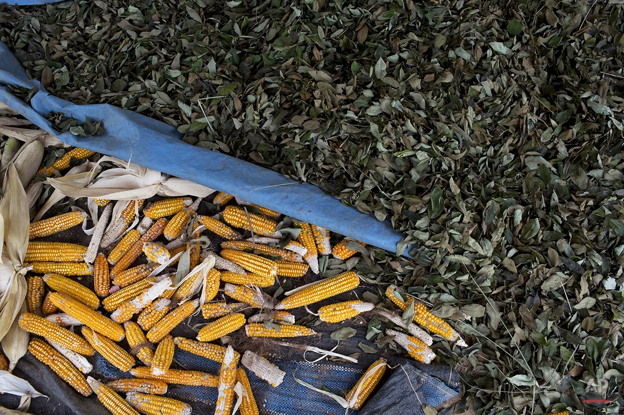 Peru Coca Eradicators Photo Gallery