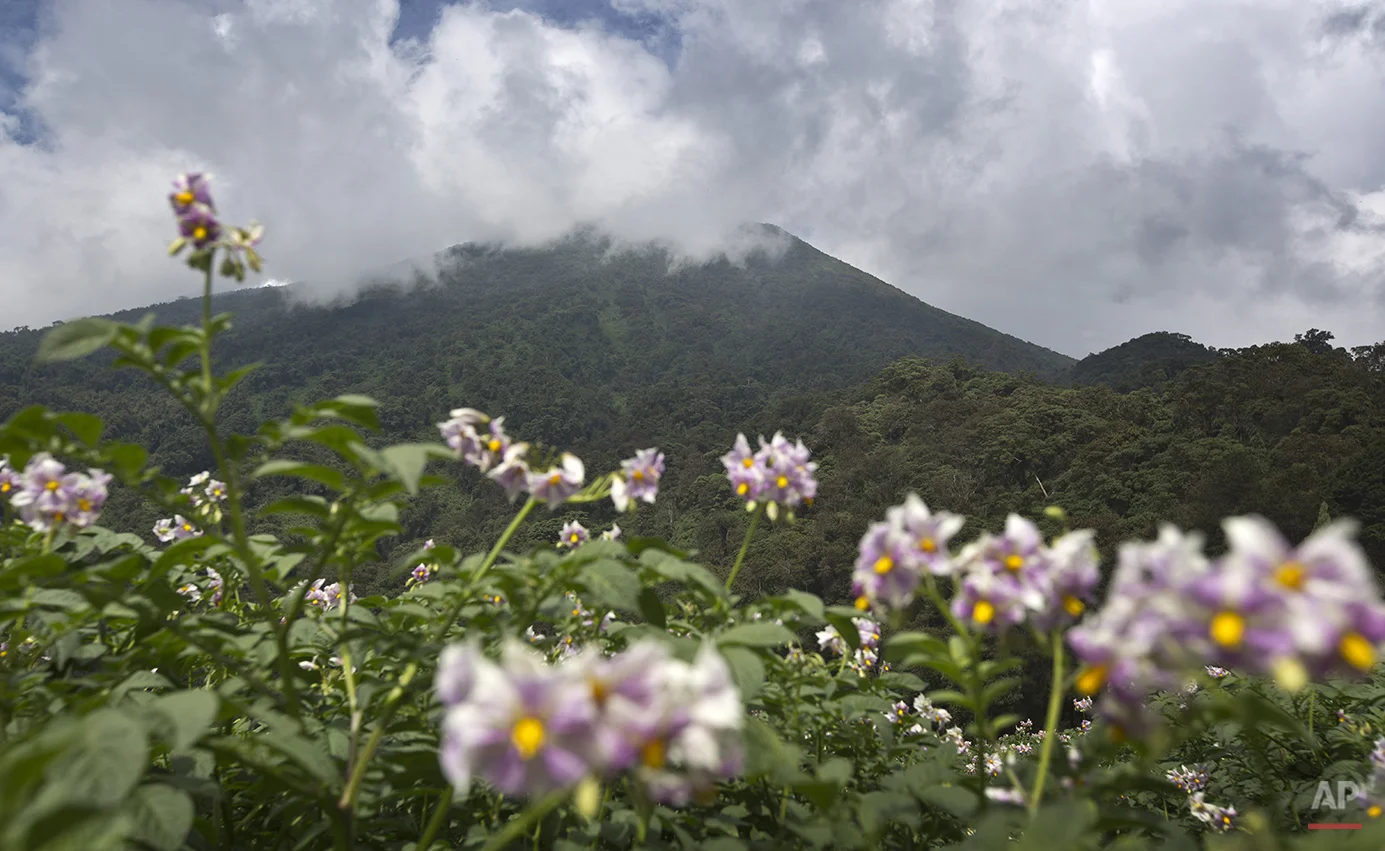 Rwanda Gorilla Trek