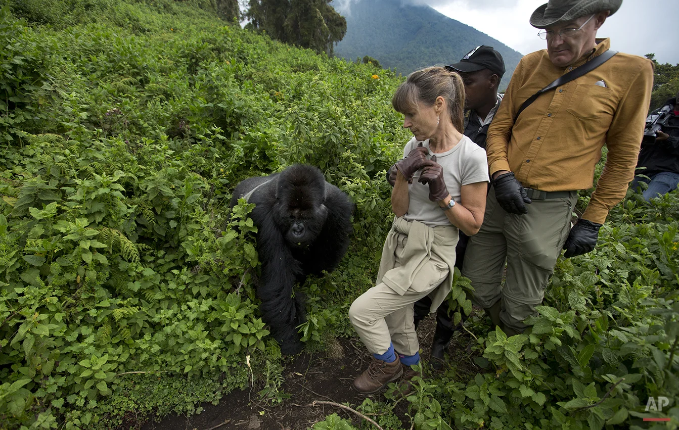 APTOPIX Rwanda Gorilla Trek