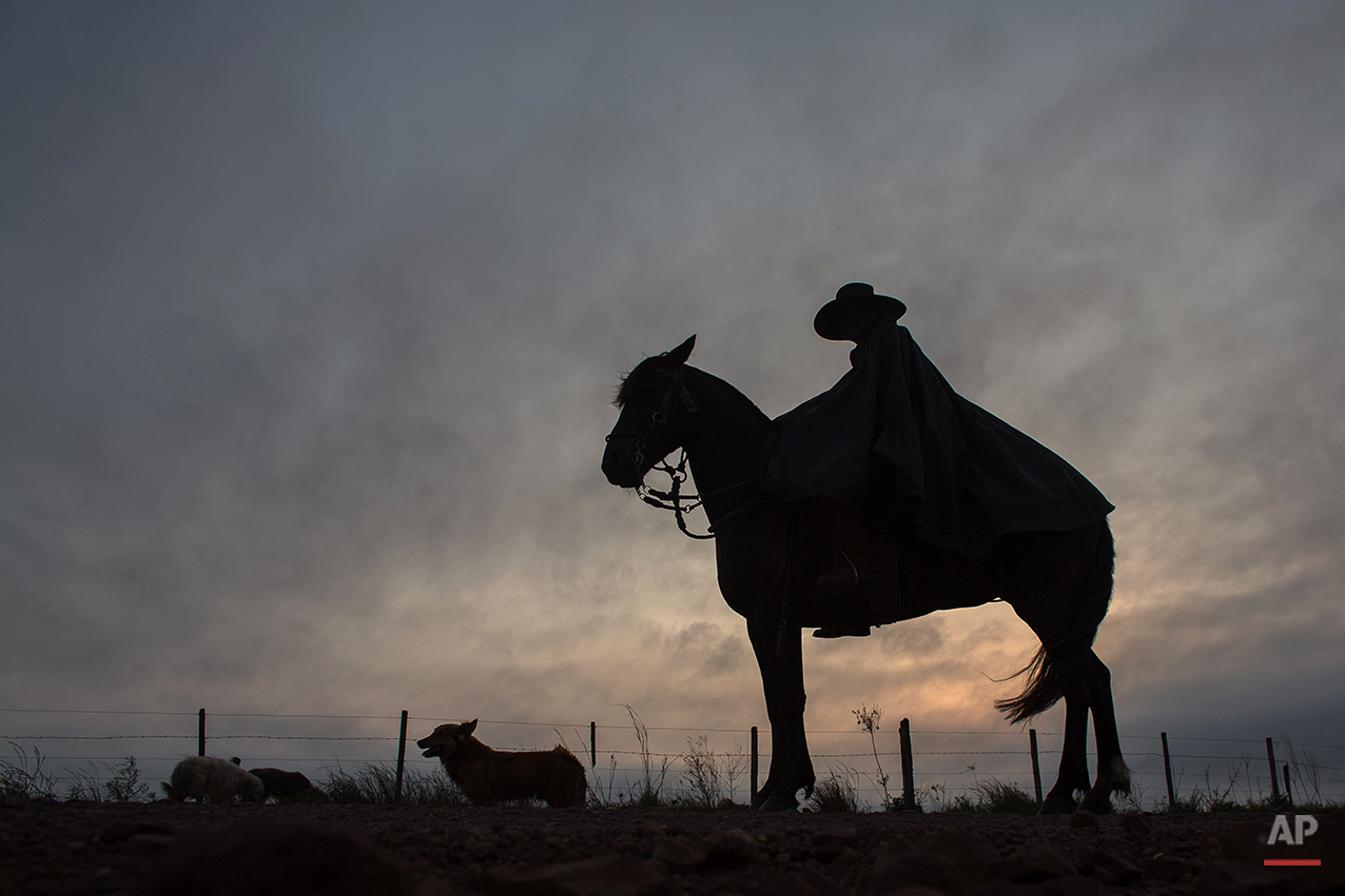  In this Sept. 18, 2015, a "gaucho" accompanied by his dog, rides his horse to go to his work at the rural area of Santa Izabel ranch, Alegrete municipality, Rio Grande do Sul, Brazil. Wearing traditional broad-brimmed hats and red neckerchiefs, thei