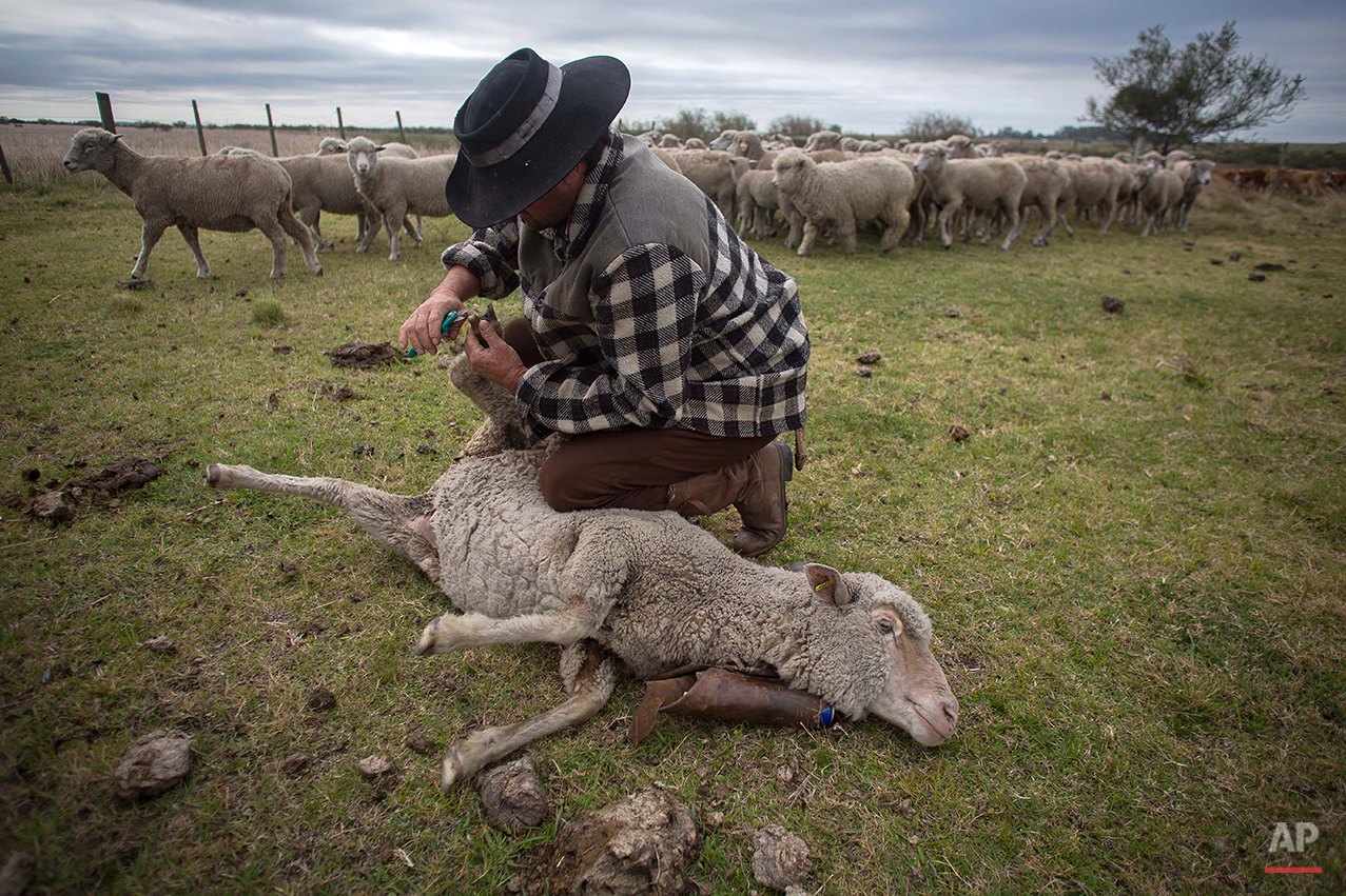  In this Sept. 17, 2015, Alcino Rodrigues de Campos, 36, herd sheeps at the Cabanha Escondida ranch, Alegrete municipality, Rio Grande do Sul state, Brazil. Revolution is no longer on the table _ instead it’s the endless rows of barbecued beef. The r