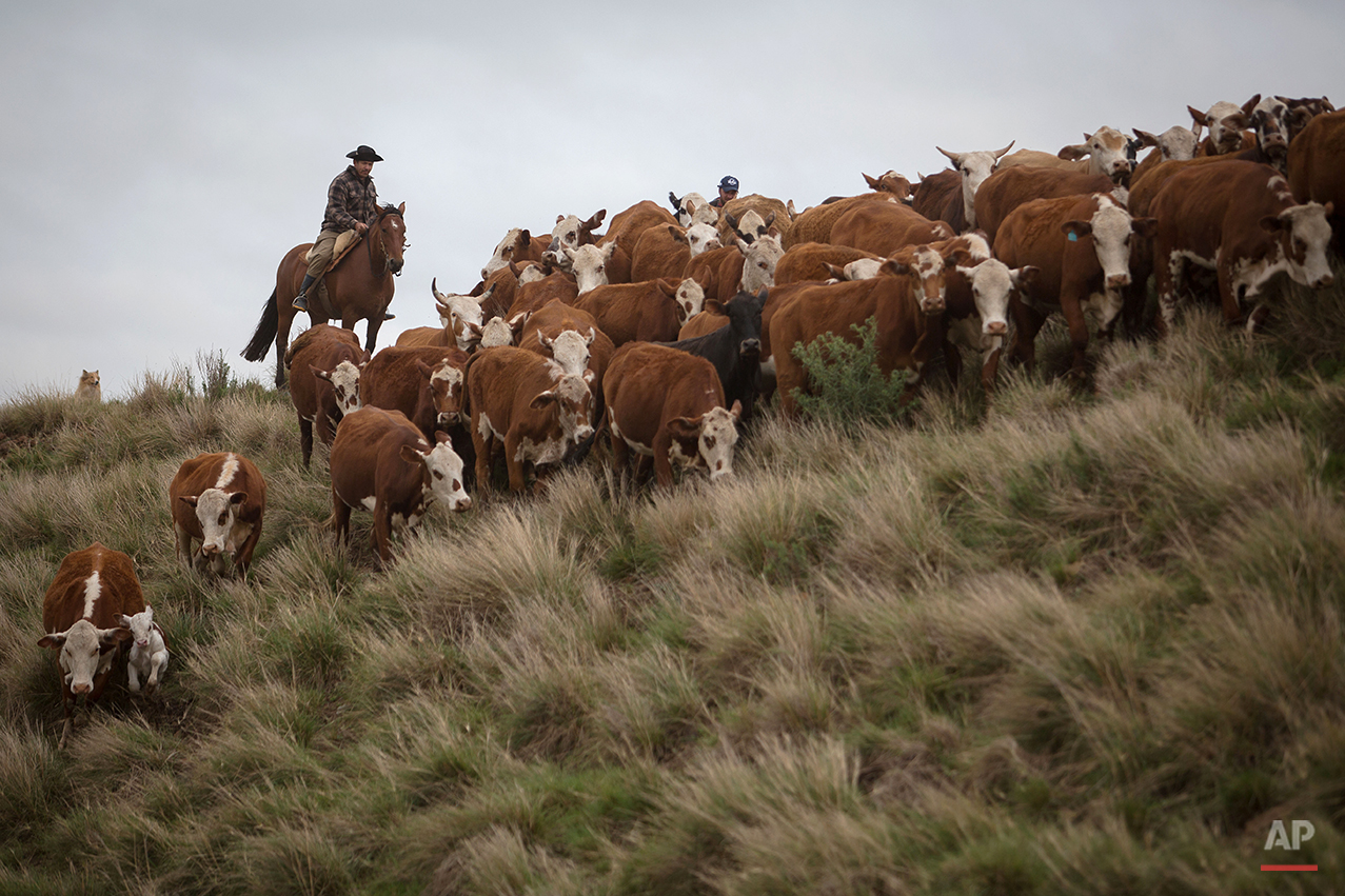  In this Sept. 17, 2015, Antonio Carlos Vieira, 45, herd cattle at the Santa Izabel ranch, Alegrete municipality, Rio Grande do Sul state, Brazil. The region is known for having Brazil’s best mouthwatering steaks, ribs, sausages and other carnivorous