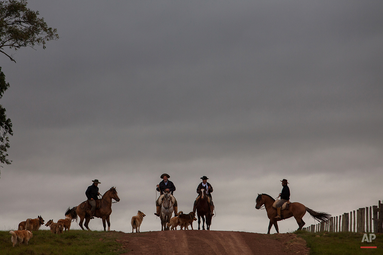  In this Sept. 18, 2015, "gauchos" accompanied by their dogs, ride their horses to go to his work at the rural area of Santa Izabel ranch, Alegrete municipality, Rio Grande do Sul state, Brazil. During “Semana Farroupilha,” or “Ragamuffin Week” in th