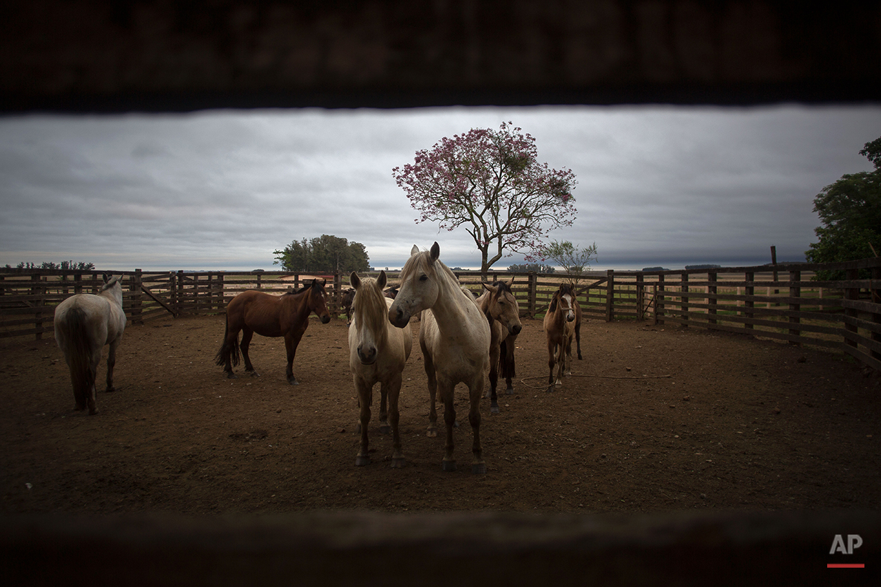  In this Sept. 18, 2015, "crioulos" horses, or native horse, are raised at Santa Izabel ranch, Alegrete municipality, Rio Grande do Sul state, Brazil. Celebrated every September, the regional revolt is known as the “Ragamuffin Revolution” because the