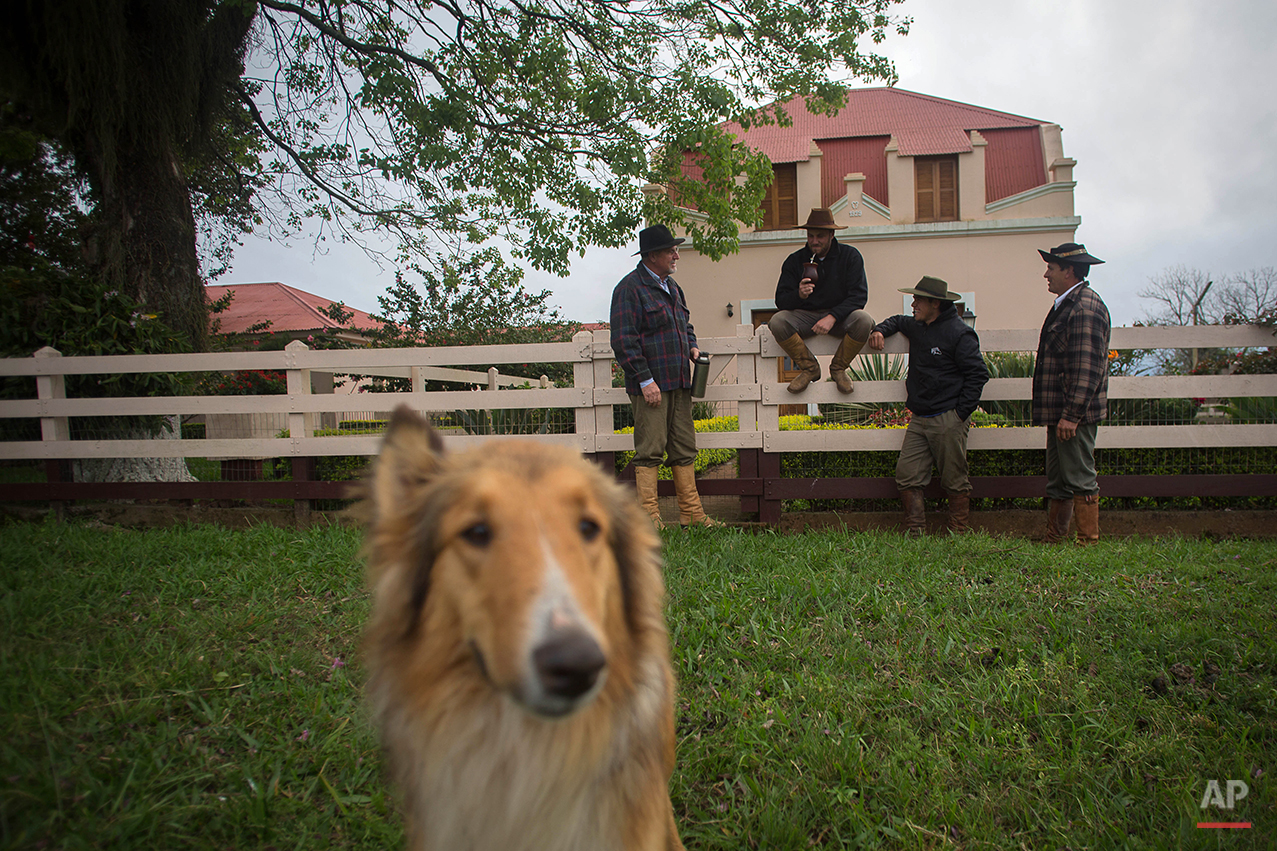  In this Sept. 18, 2015, "Gauchos" Carlos Eduardo Brum, 59, left, Pedro Melchiades, 23, center, Luiz Guilherme de Oliveira, 15, 2nd right, and Antonio Carlos Pereira, 45, drink mate at Santa Izabel ranch, Alegrete municipality, Rio Grande do Sul stat