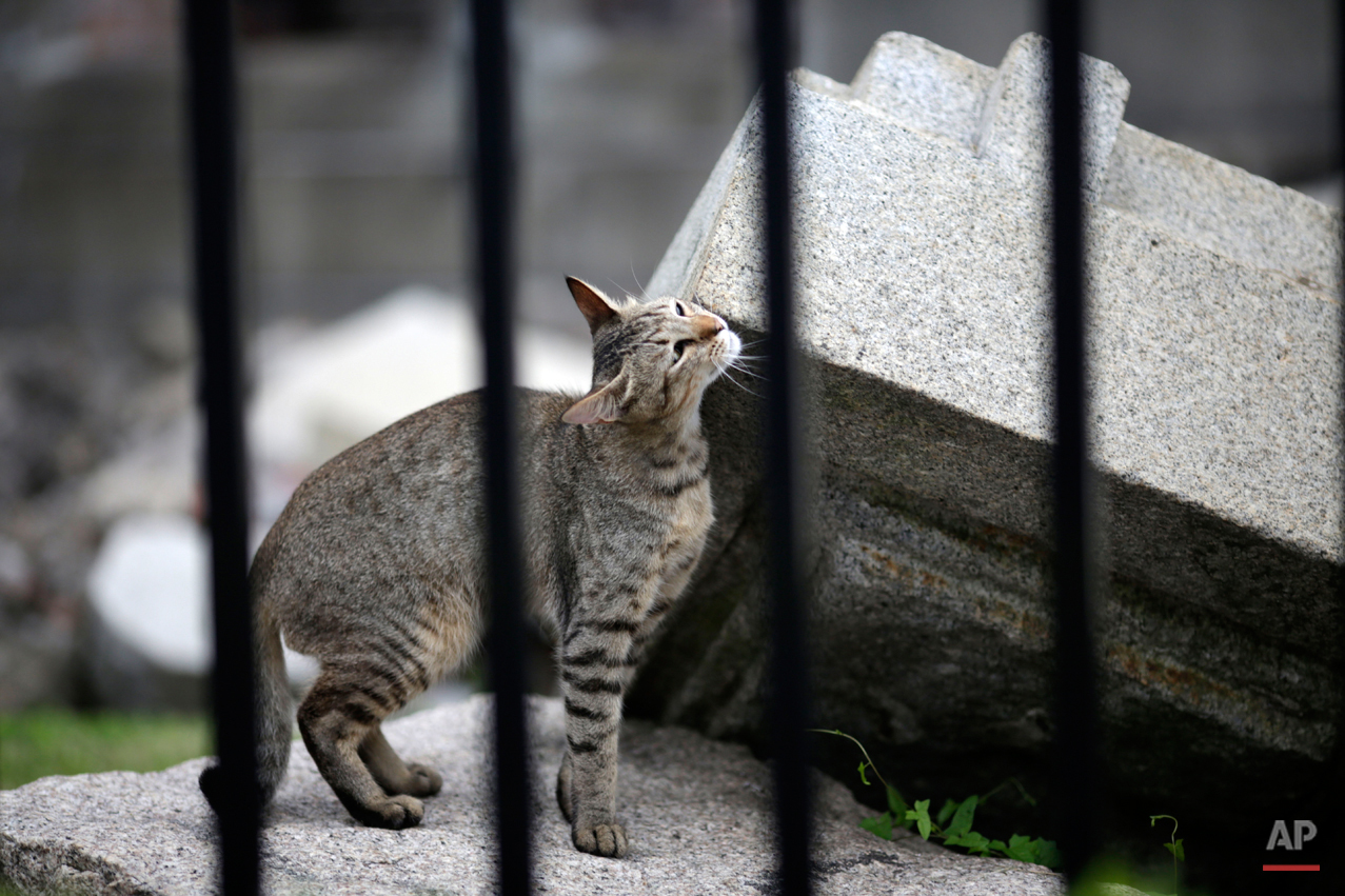  In this July 4, 2015 photo, a stray cat frolic with debris at the Atomic Bomb Dome, as it is known today in Hiroshima, Hiroshima Prefecture, southern Japan. The three-story building was just 160 meters (525 feet) from the epicenter of the blast, yet