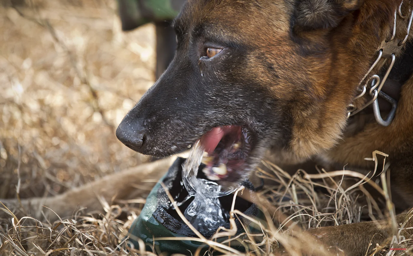 Rwanda Tracker Dogs