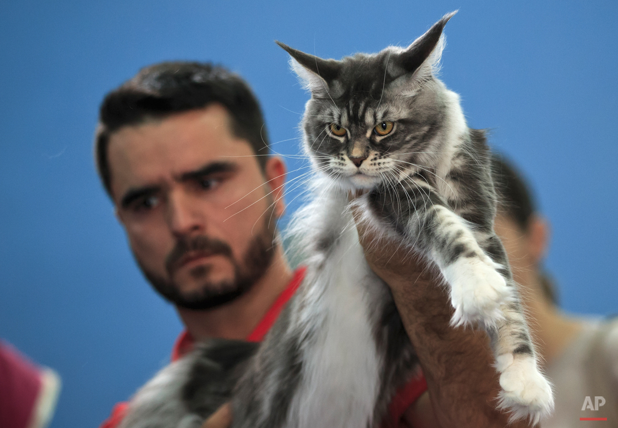 Romania's international feline beauty competition — AP Photos