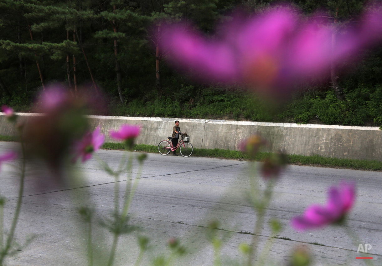  A man pushes his bicycle on a road leading to Wonsan, North Korea, Monday, Aug. 17, 2015. The port city on the country's east coast is a popular destination for foreign and local vacationers. (AP Photo/Dita Alangkara) 