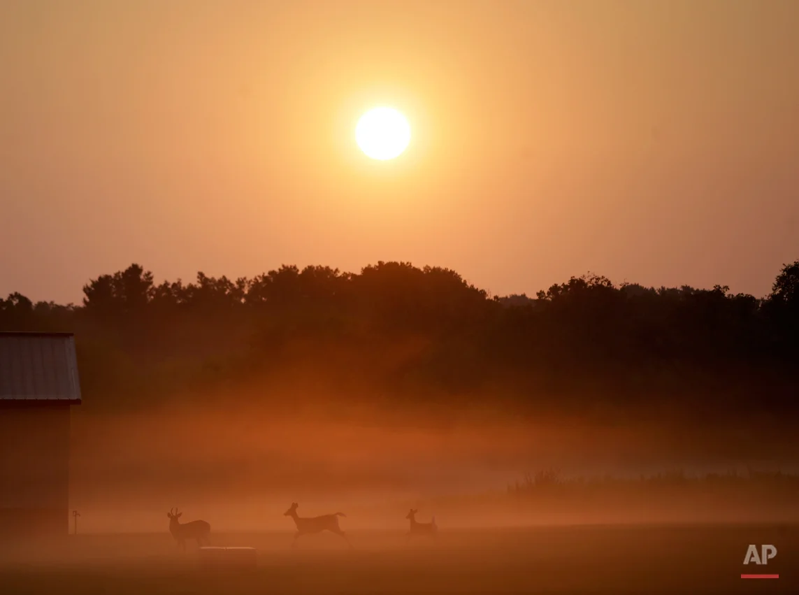 A buck deer, a doe and a fawn walk across a pasture in morning fog Sunday, Aug. 30, 2015, on a farm near Newtown, Pa. (AP Photo/Mel Evans)
