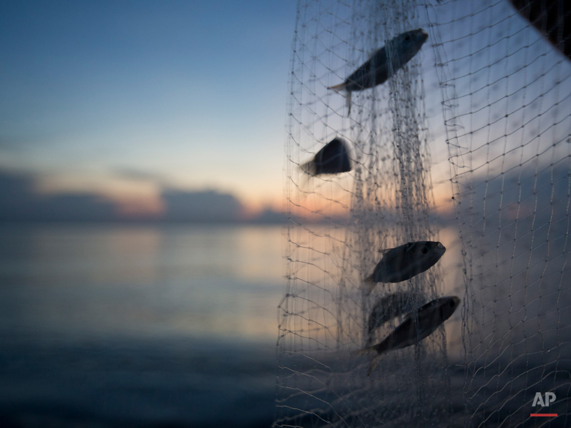  Jose Perez, of Miami, shakes his net on shore to release his catch of small bait fish in the predawn hours, Thursday, Aug. 13, 2015, in Bal Harbour, Fla. (AP Photo/Wilfredo Lee) 