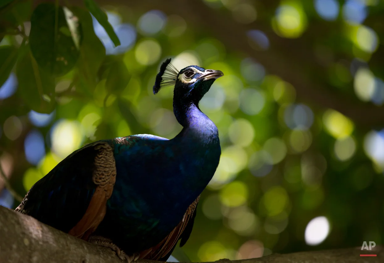 A peacock roosts in a tree in Crandon Park Gardens, Wednesday, Aug. 19, 2015, in Key Biscayne, Fla. The gardens are situated at the former site of the Miami Zoo. (AP Photo/Wilfredo Lee)