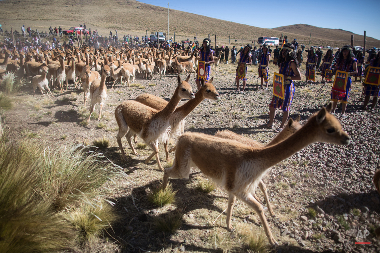 Peru Vicuna Shearing Festival Photo Gallery