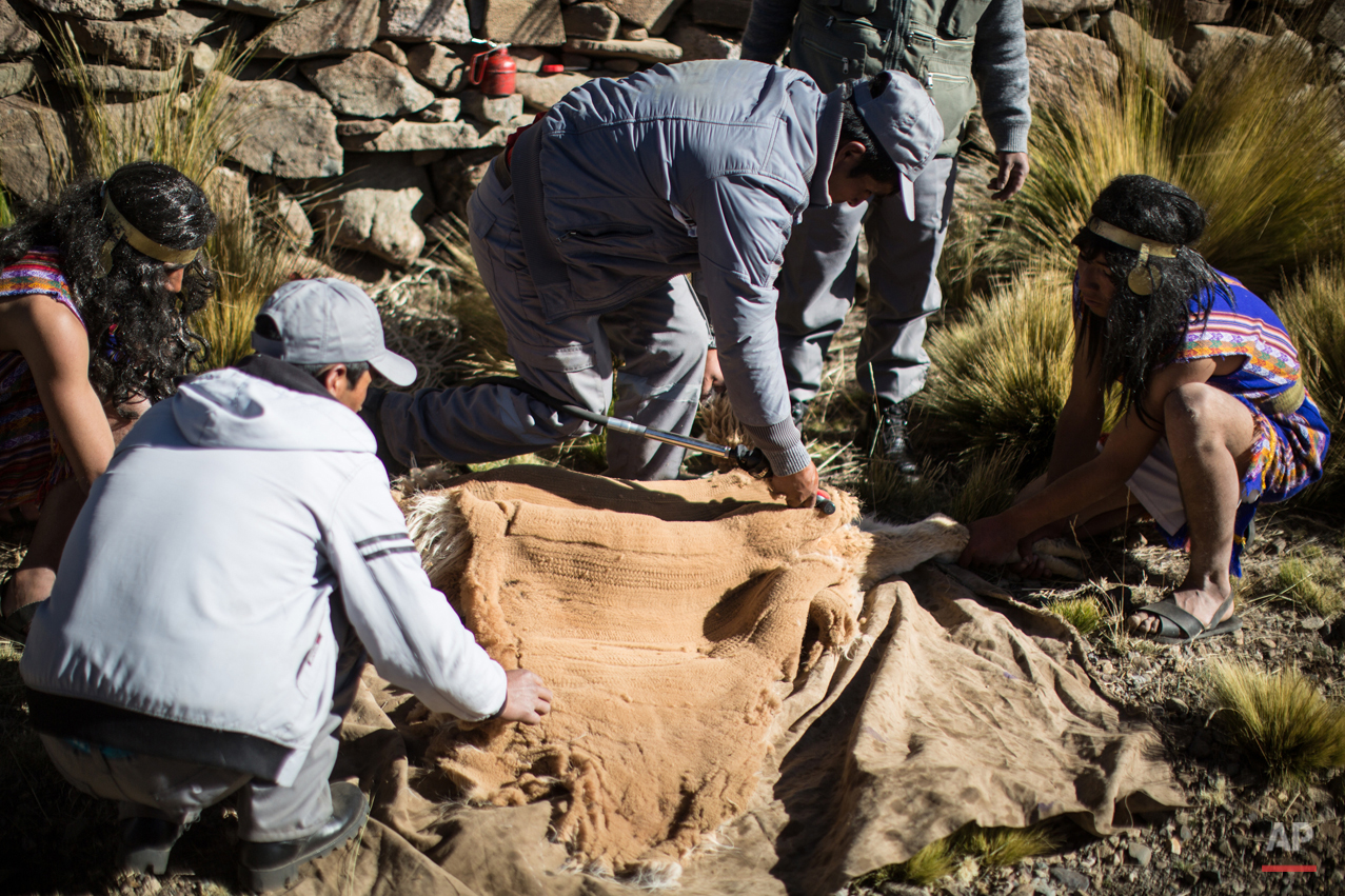 Peru Vicuna Shearing Festival Photo Gallery