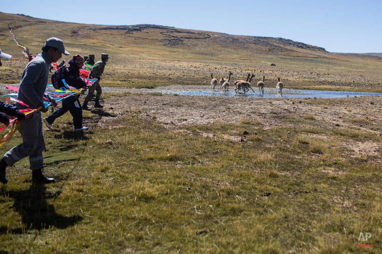 Peru Vicuna Shearing Festival Photo Gallery