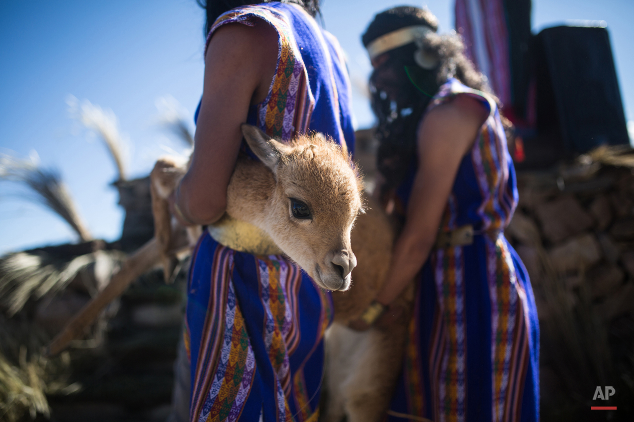 APTOPIX Peru Vicuna Shearing Festival Photo Gallery