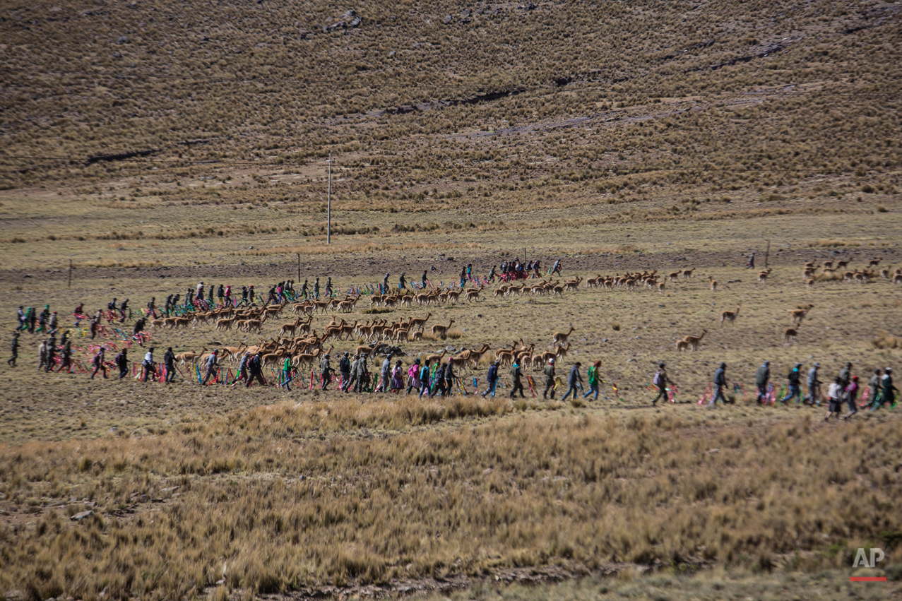 Peru Vicuna Shearing Festival Photo Gallery