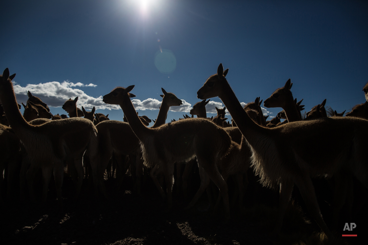 APTOPIX Peru Vicuna Shearing Festival Photo Gallery