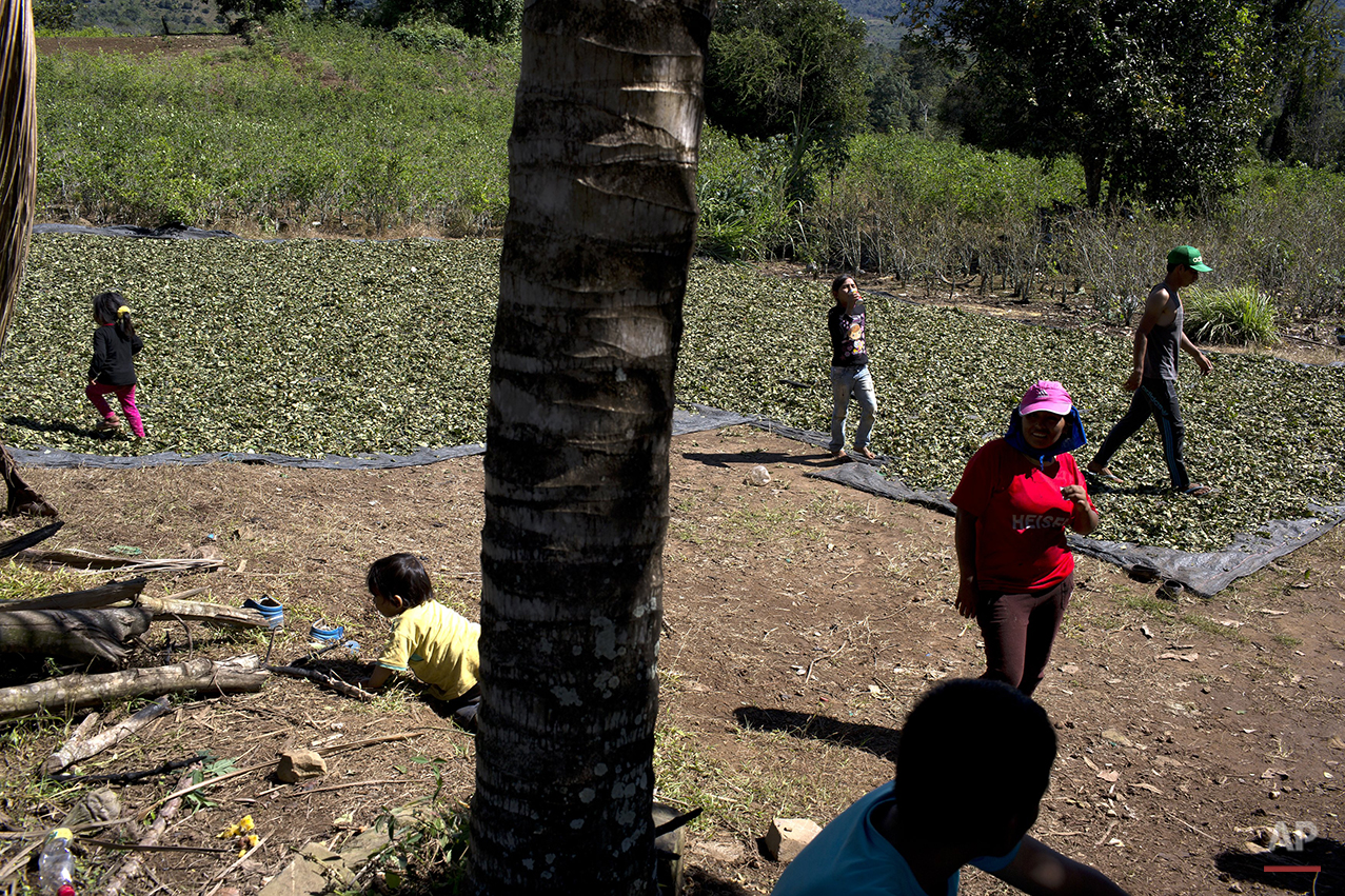 Peru Coca Farmers Photo Gallery
