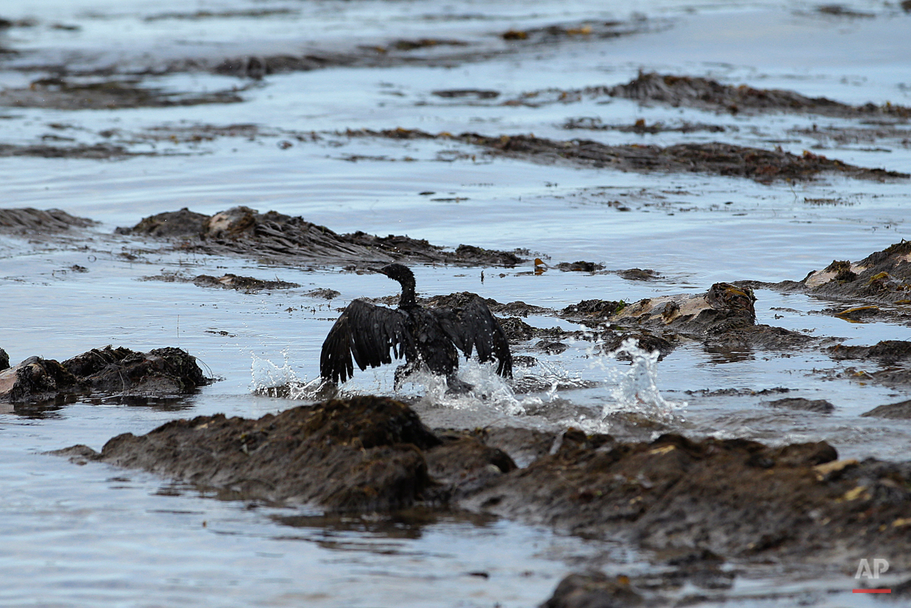 APTOPIX California Oil Spill