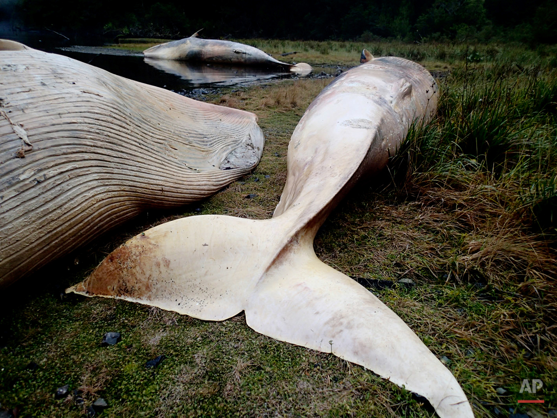 APTOPIX Chile Beached Whales