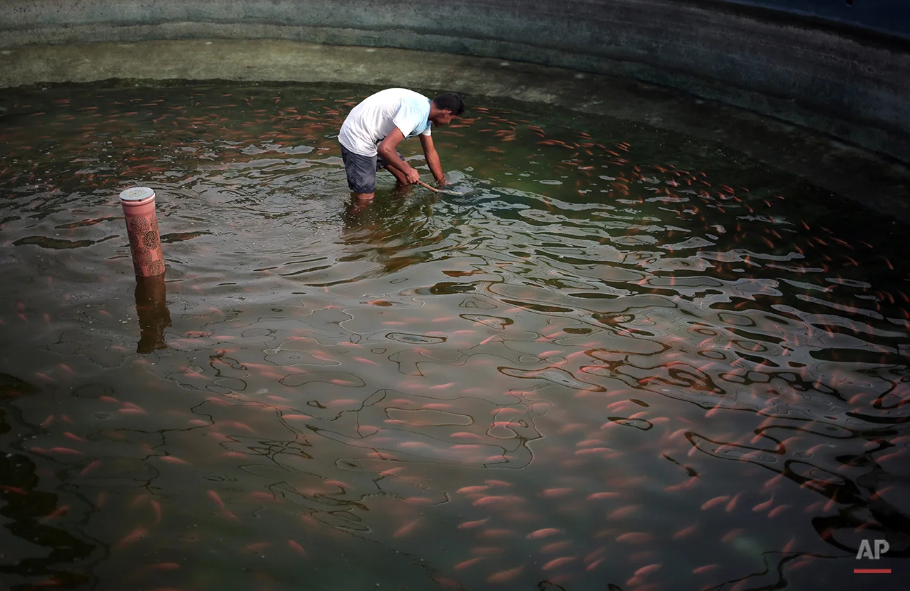 Mideast Gaza Fish Farms