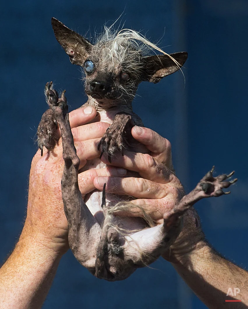 APTOPIX Ugly Dog Contest