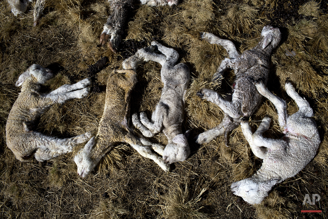  In this July 9, 2016 photo, newborn sheep that died due to sub-freezing temperatures lay on the ground after being placed there by a villager in San Antonio de Putina in the Puno region of Peru. So far this year, low temperatures have killed 50,000 