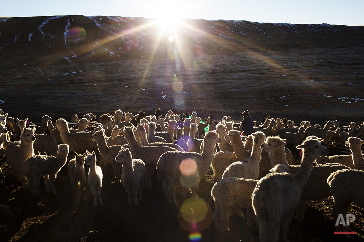  In this July 11, 2016 photo, a villager walks through a herd of alpacas as the sun rises in San Antonio de Putina in the Puno region of Peru. Peru is the world's largest producer of alpaca wool, an almost silky natural fiber coveted by the world's t