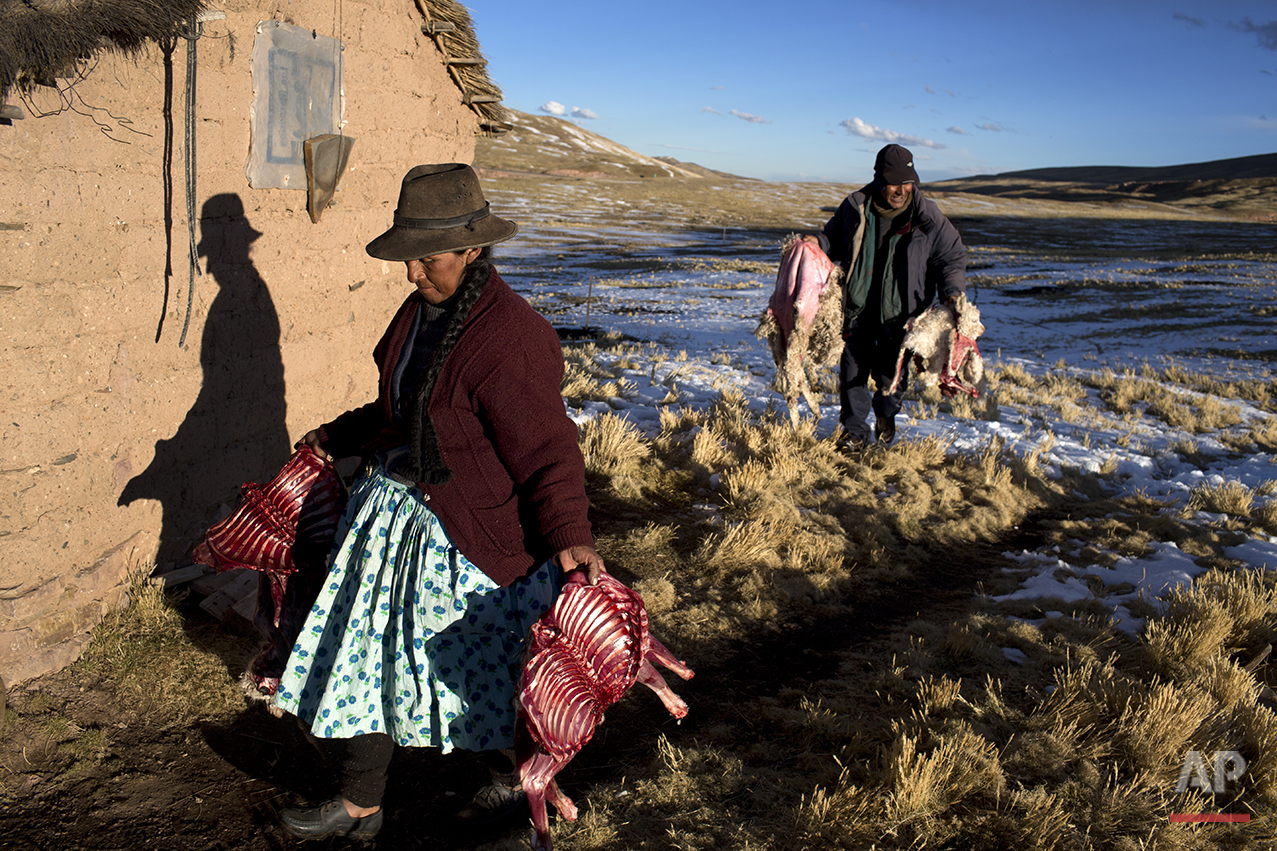  In this July 10, 2016 photo, Felipa Catunta and her husband Modesto carry what remains of their alpacas that died due to sub-freezing temperatures in San Antonio de Putina in the Puno region of Peru. Every alpaca that dies represents a major financi
