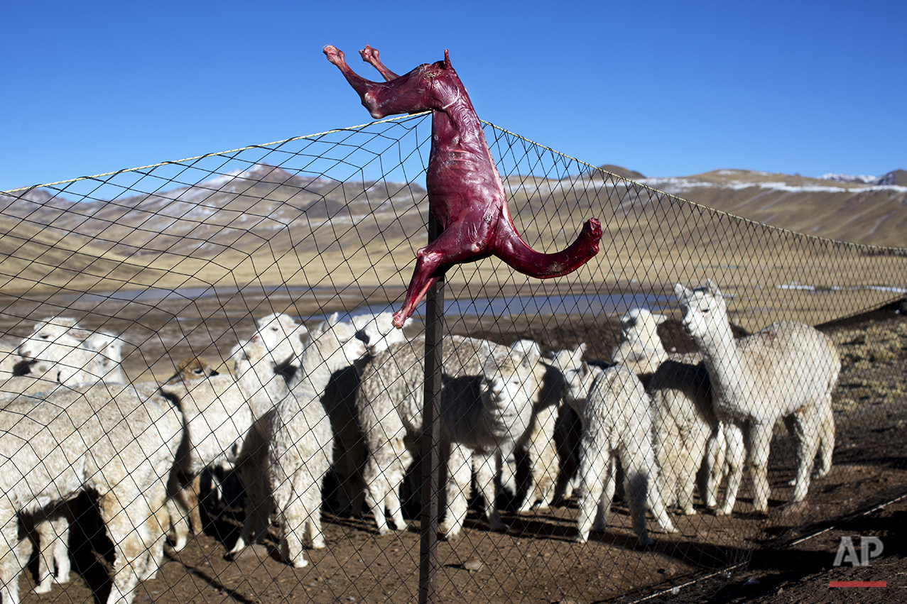  In this July 11, 2016 photo, a skinned alpaca, which died due to sub-freezing temperatures, hangs on a fence above live alpacas in San Antonio de Putina in the Puno region of Peru. Alpaca owners are butchering their dead animals to cook for their fa