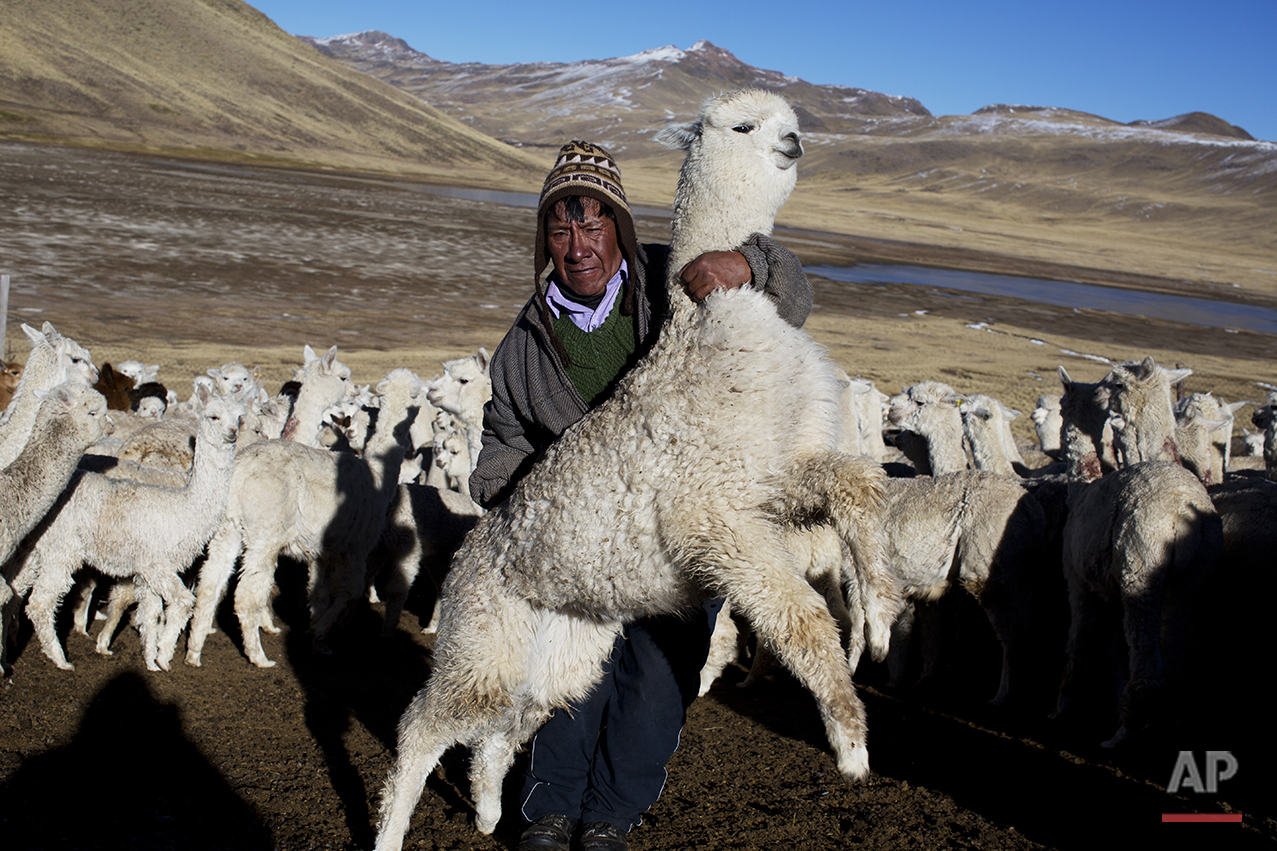  In this July 11, 2016 photo, Agustin Mayta Condori shows his sick alpaca that he predicted would die the next day due to sub-freezing temperatures in San Antonio de Putina in the Puno region of Peru. The indigenous families that make a living from s