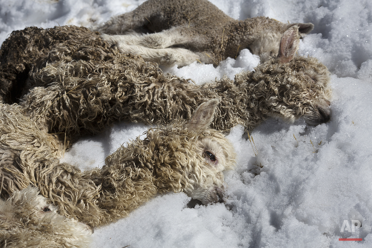  In this July 9, 2016 photo, newborn alpacas that died due to sub-freezing temperatures lay on the ground after being placed there by a villager in San Antonio de Putina in the Puno region of Peru. Peru's government has declared a state of emergency 