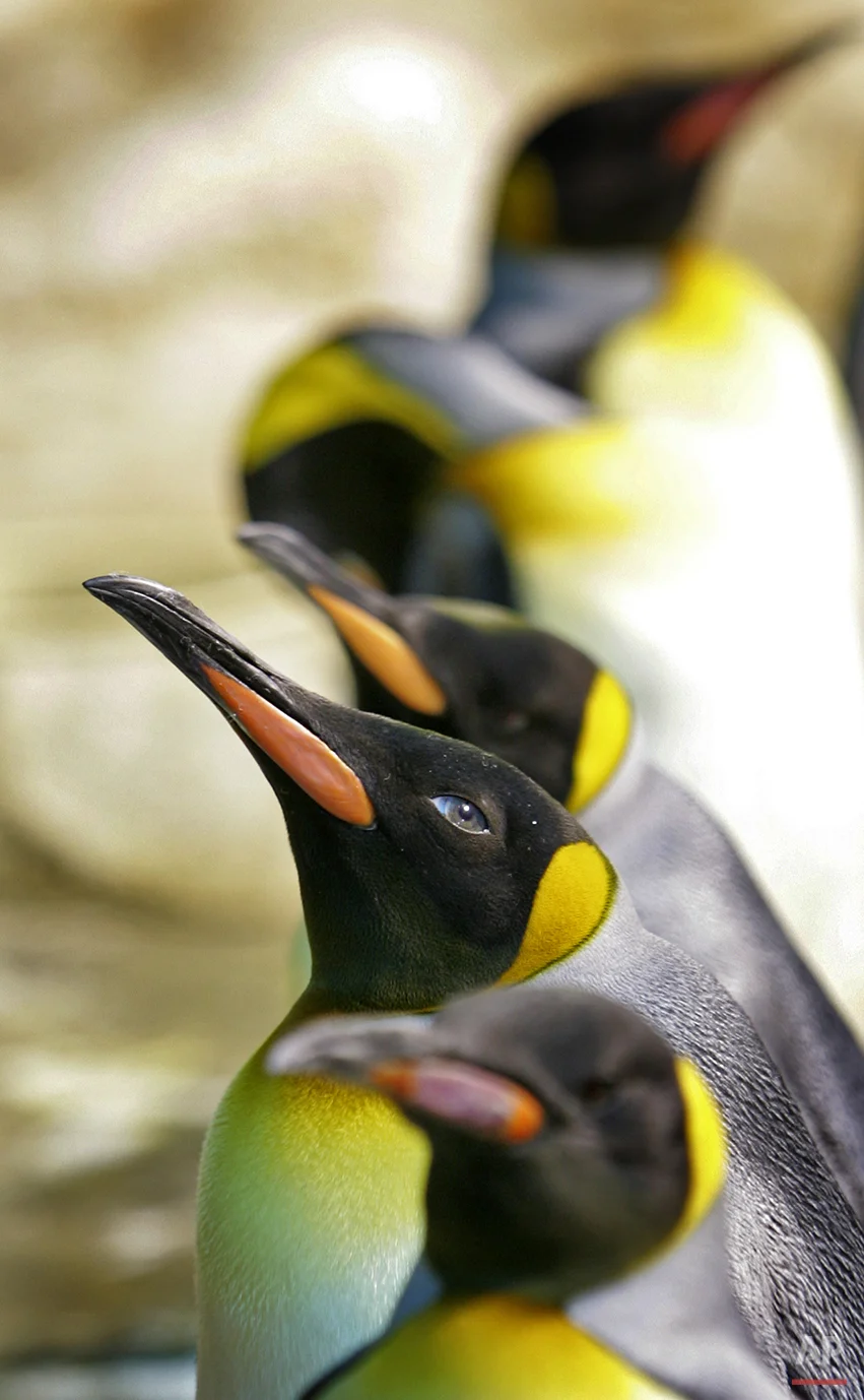 Singapore Birds