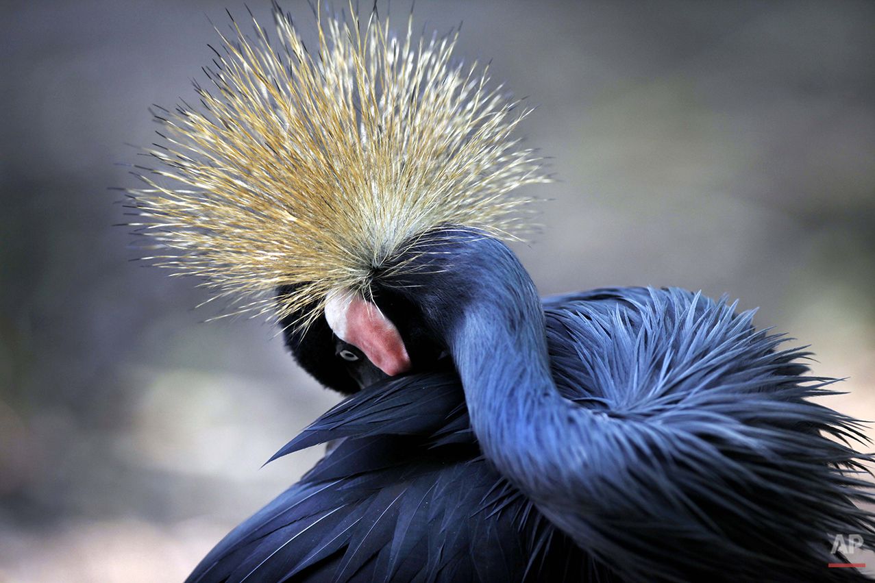 Singapore Birds