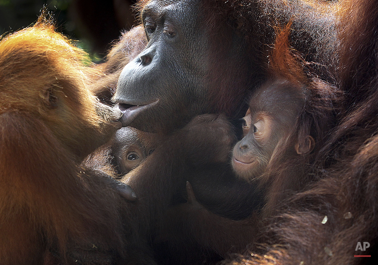 Singapore Zoo Endangered Babies